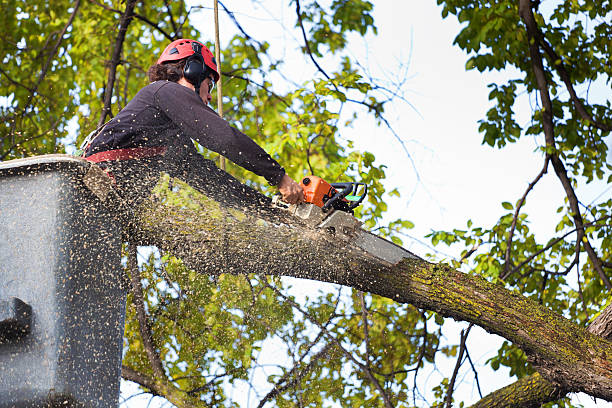 Best Aeration Services  in Blair, WI
