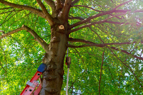 How Our Tree Care Process Works  in  Blair, WI